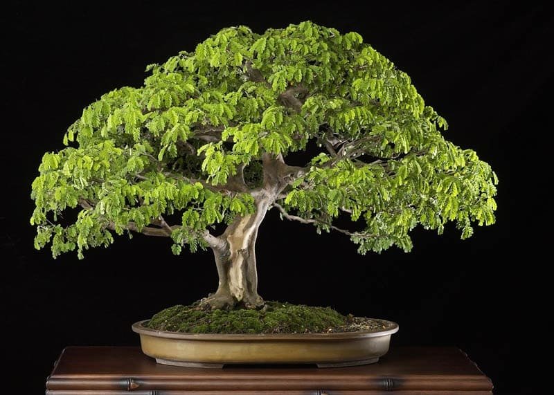 Brazilian Raintree